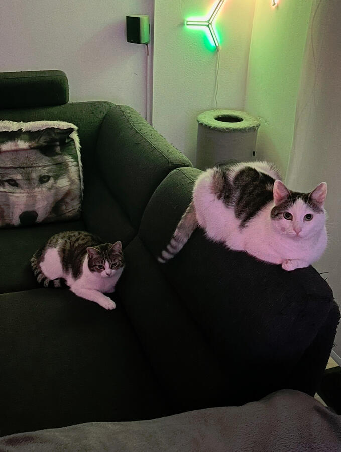 The unofficial studio assistants :-) The unofficial studio assistants :-)